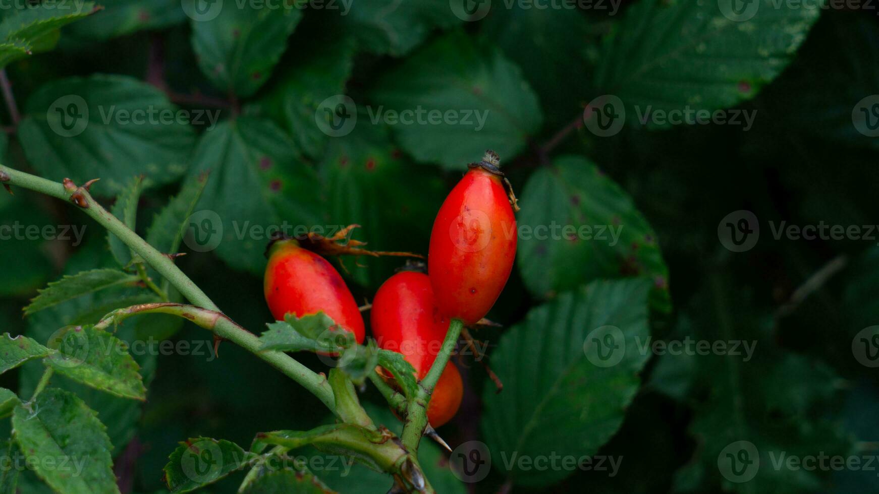 macro Disparo de maduro Rosa caderas en naturaleza foto