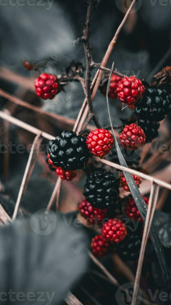 Ripe Blackberries on a Bramble Bush photo