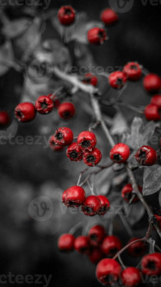 Macro Closeup of Ripe Hawthorn Berries in Autumn photo