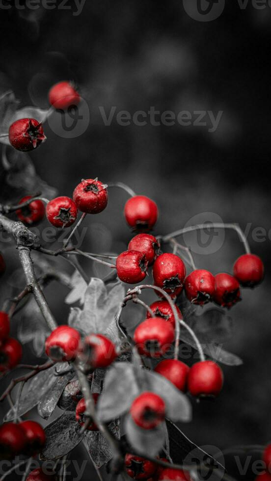 Macro Closeup of Ripe Hawthorn Berries in Autumn photo