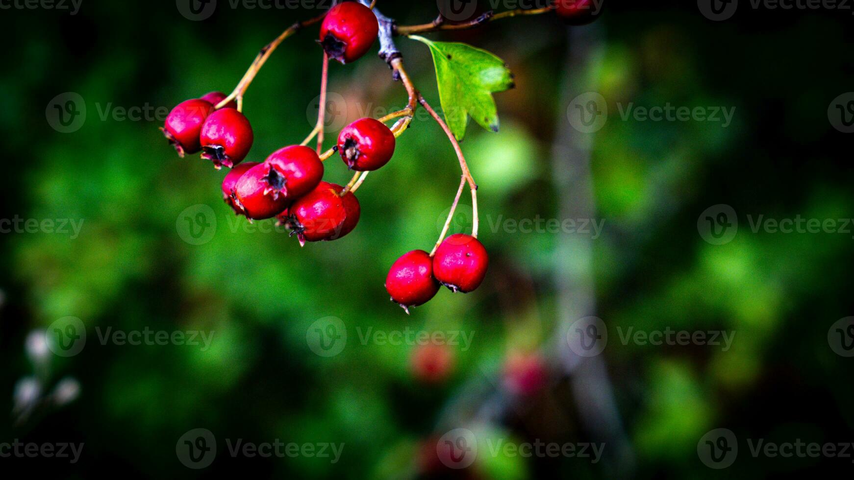 Macro Closeup of Ripe Hawthorn Berries in Autumn photo