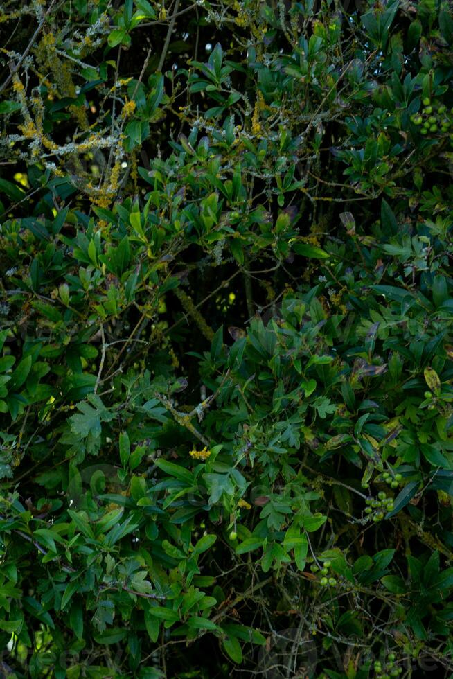 texture background of bush with branch photo