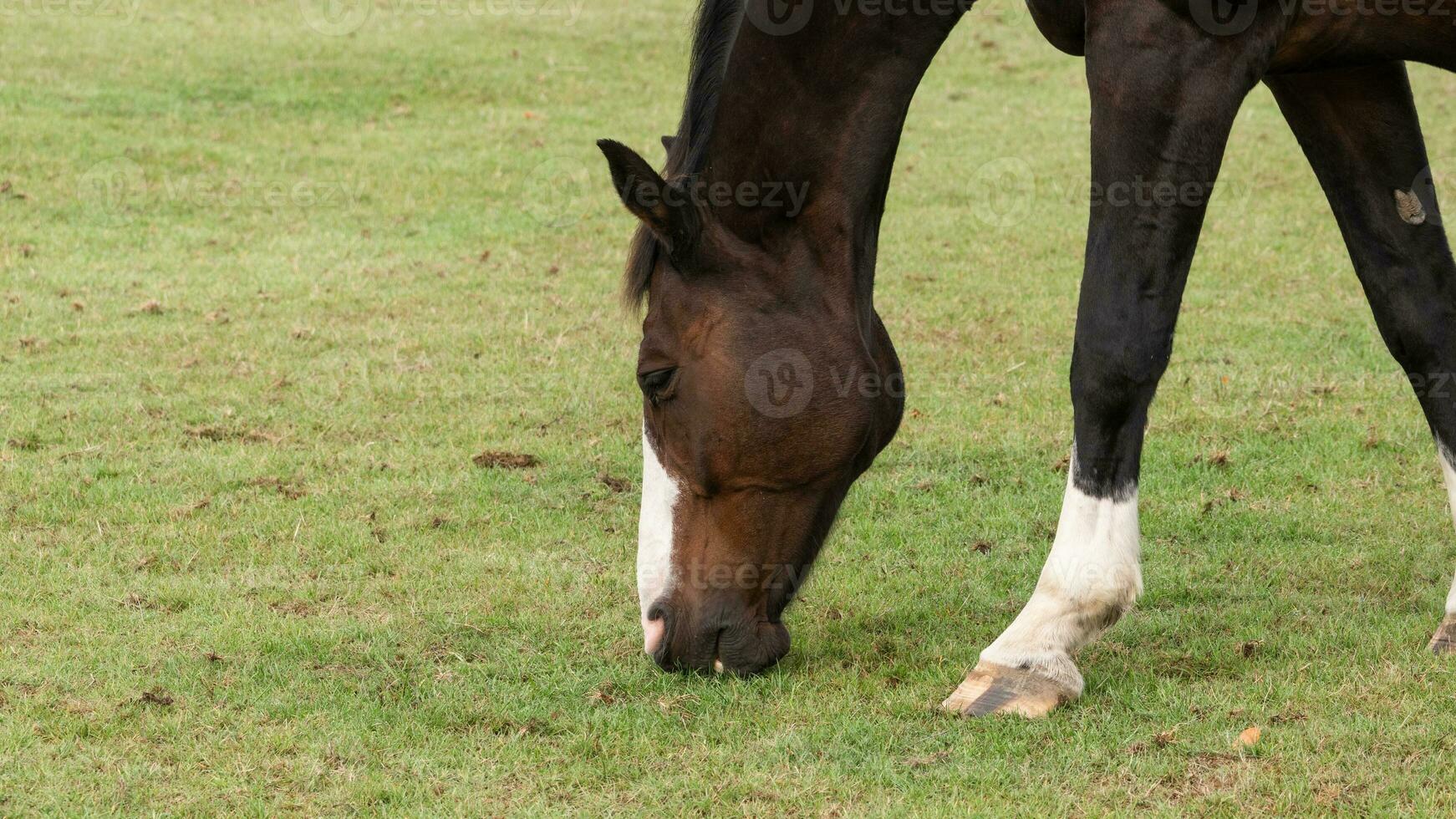 Chestnut Beauty Closeup of a Stunning Horse photo