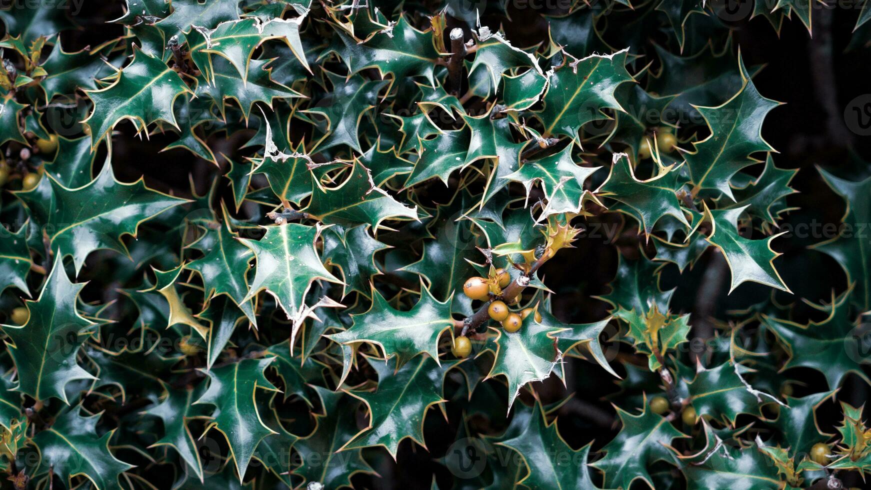 Tropical Jungle Abstract Top View Foliage photo