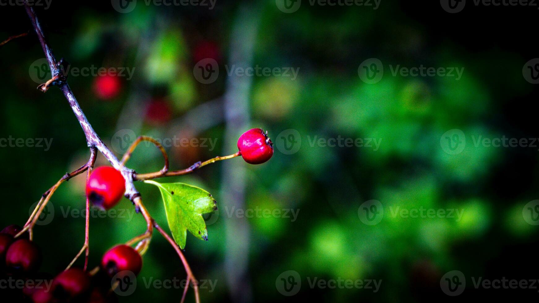 Macro Closeup of Ripe Hawthorn Berries in Autumn photo