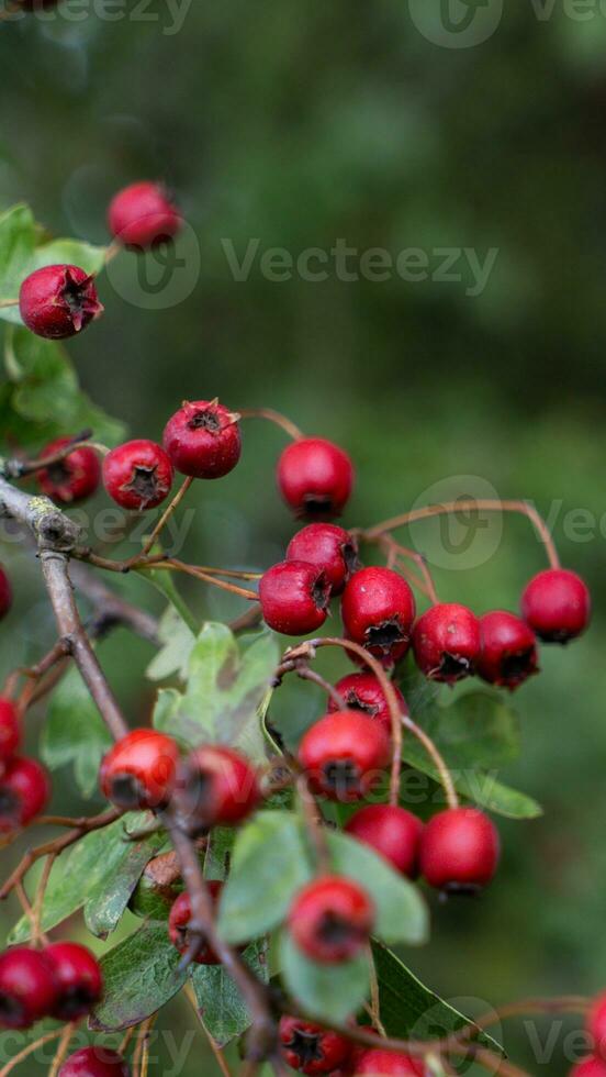 Macro Closeup of Ripe Hawthorn Berries in Autumn photo