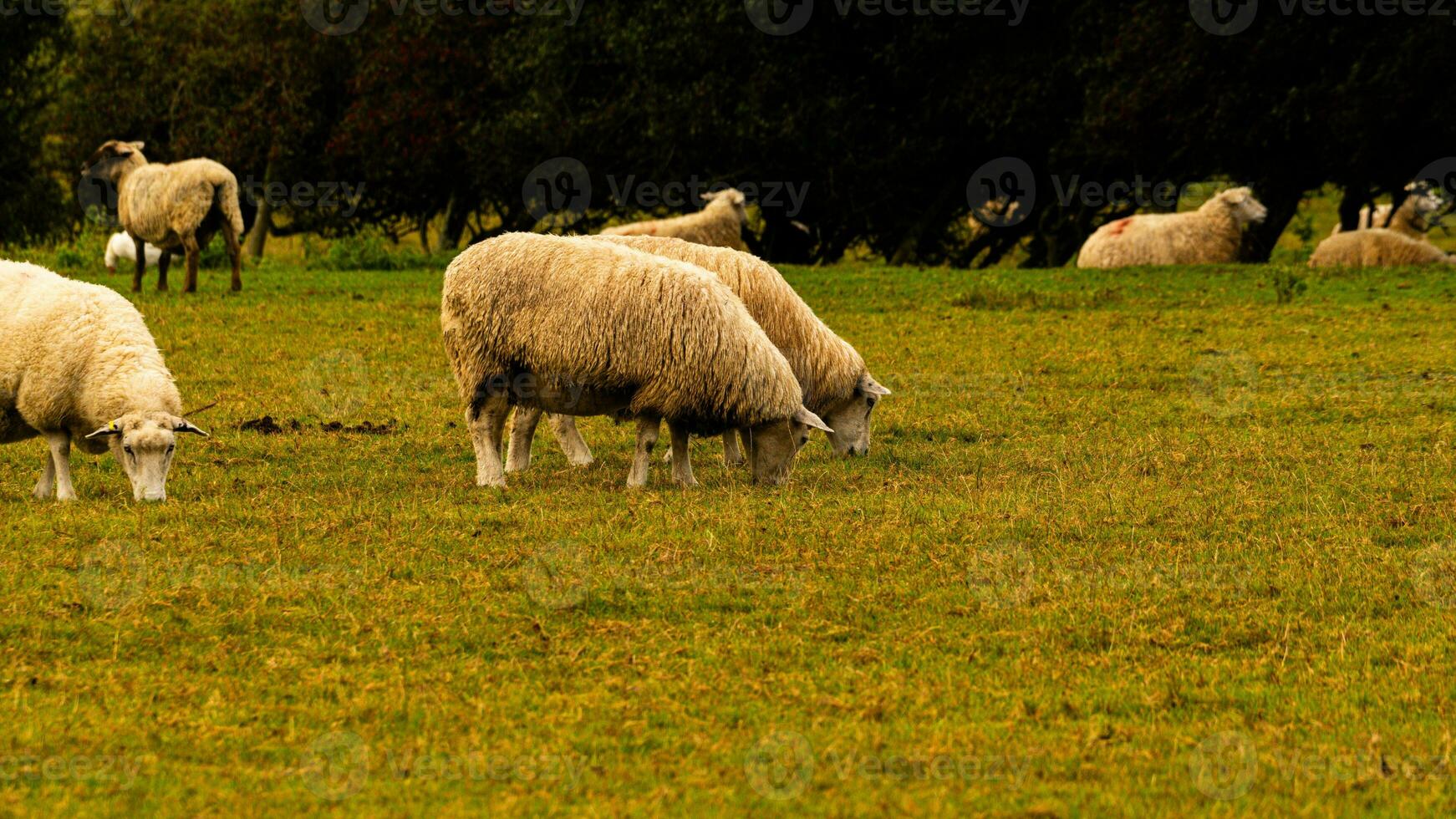 Flock of Woolly Sheep on a Countryside Farm photo