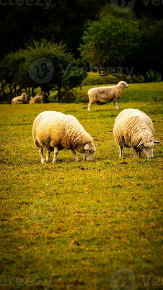 rebaño de lanoso oveja en un campo granja foto