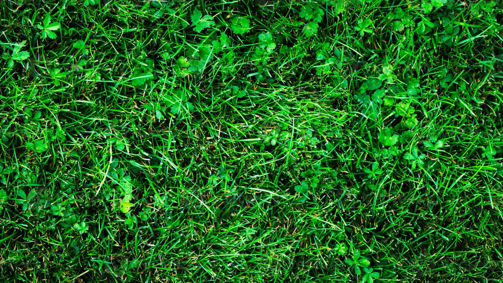 Texture background of green grass photo