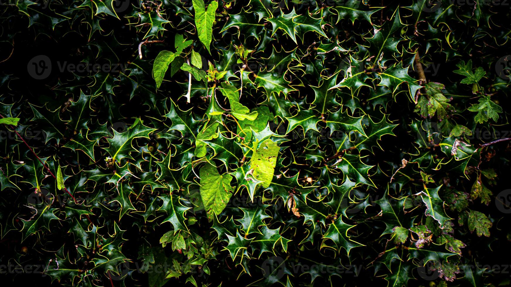 Tropical Jungle Abstract Top View Foliage photo