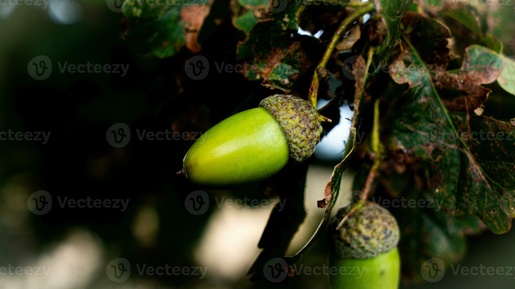 detallado macro Disparo de europeo roble hoja y bellota foto