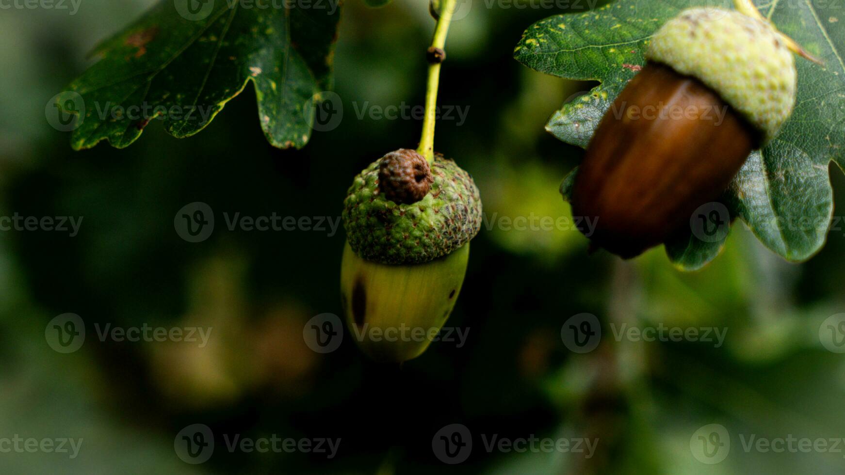 Detailed Macro Shot of European Oak Leaf and Acorn photo