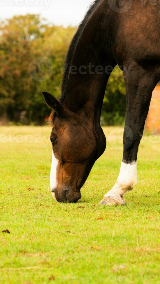 Chestnut Beauty Closeup of a Stunning Horse photo