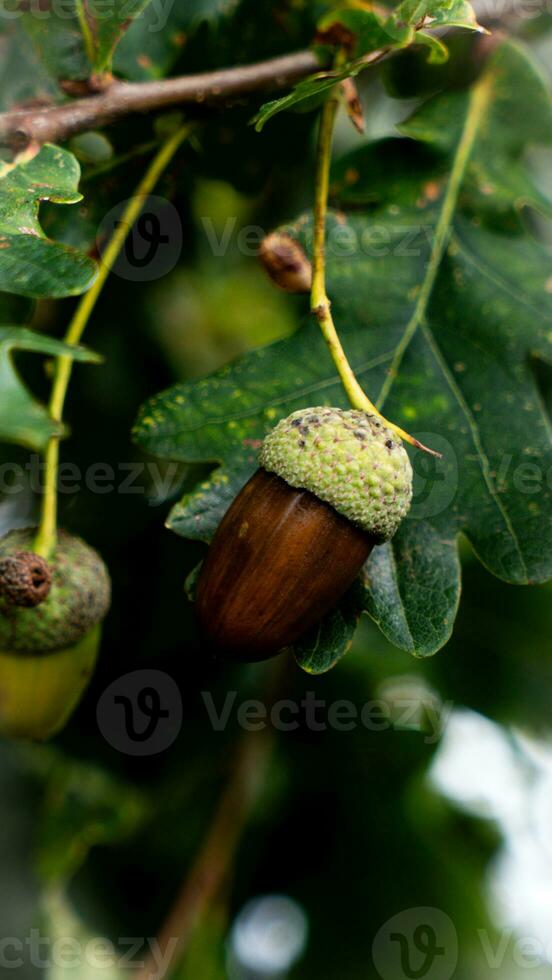 detallado macro Disparo de europeo roble hoja y bellota foto