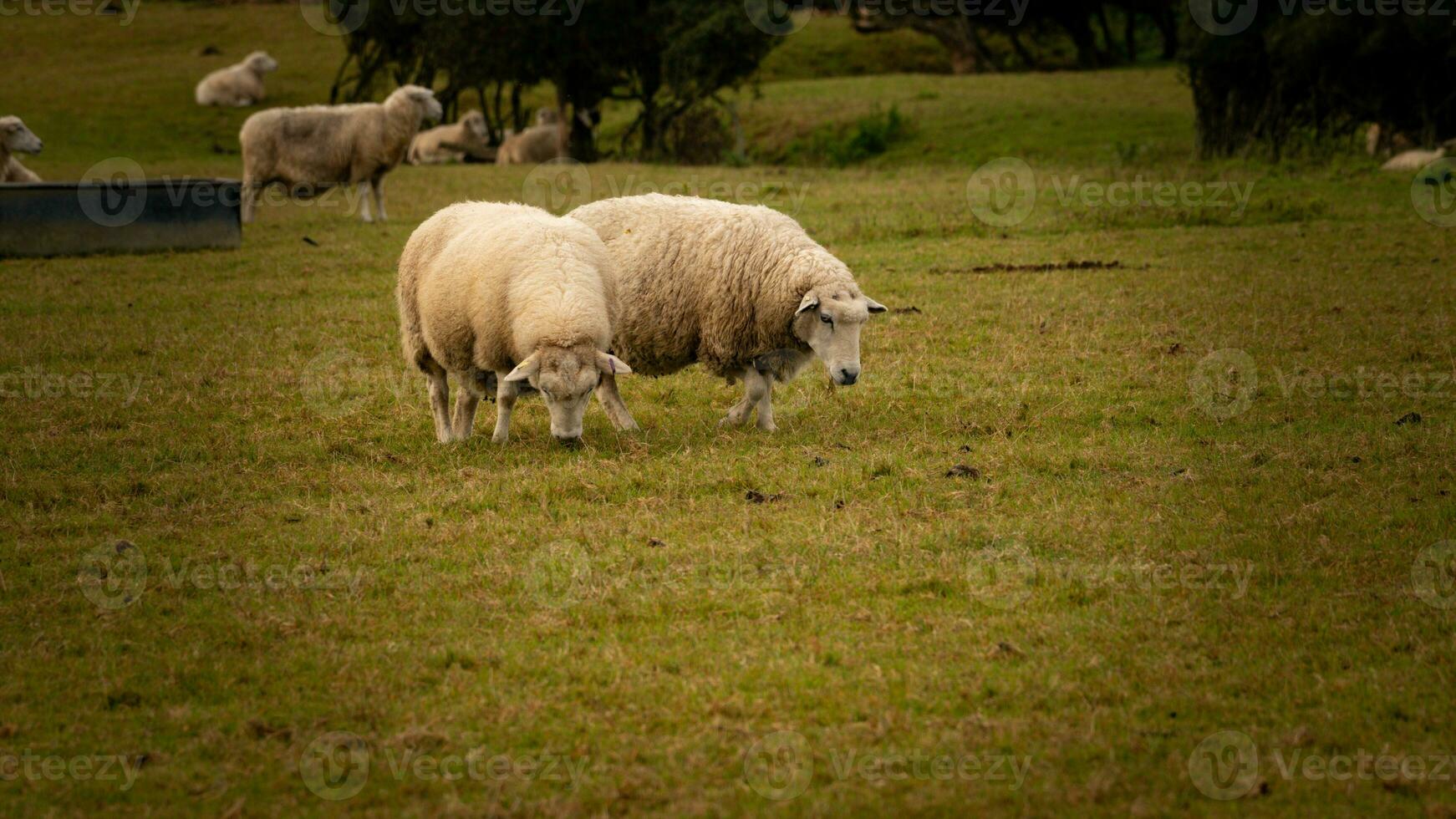 Flock of Woolly Sheep on a Countryside Farm photo