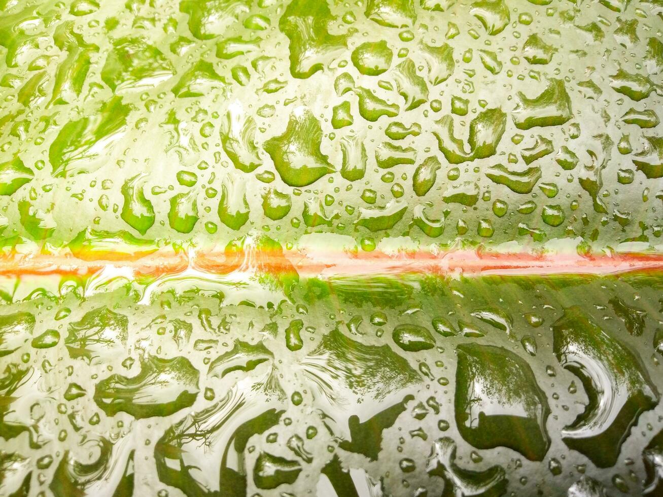 Water drops on dark green, light orange leaves for a rainy season background design to display your products. photo