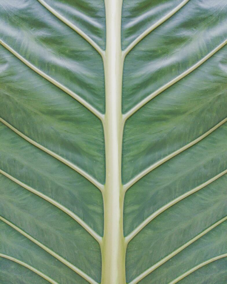 Symmetrical green leaf structure. Texture. Abstract background design pattern. photo