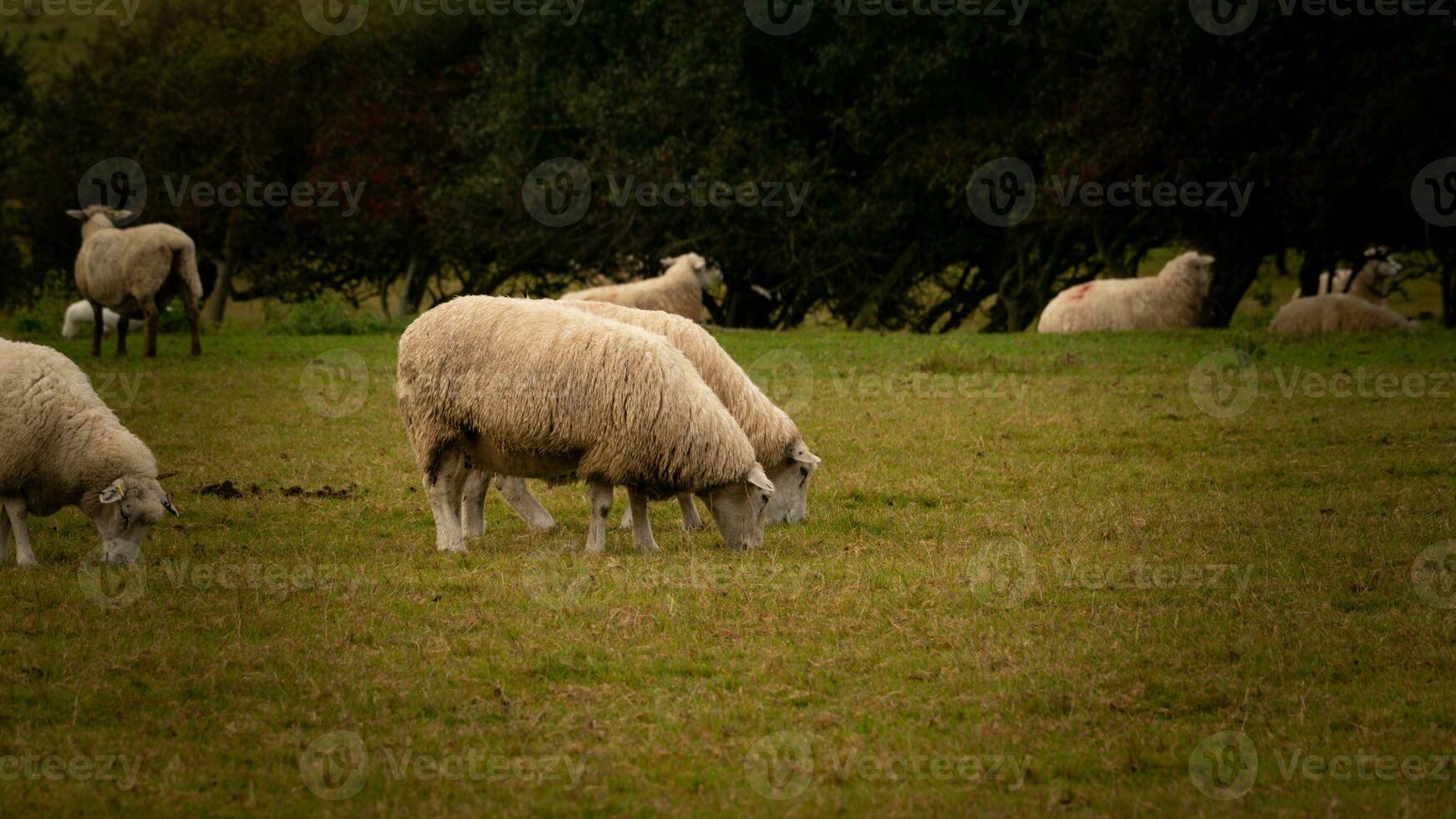 rebaño de lanoso oveja en un campo granja foto