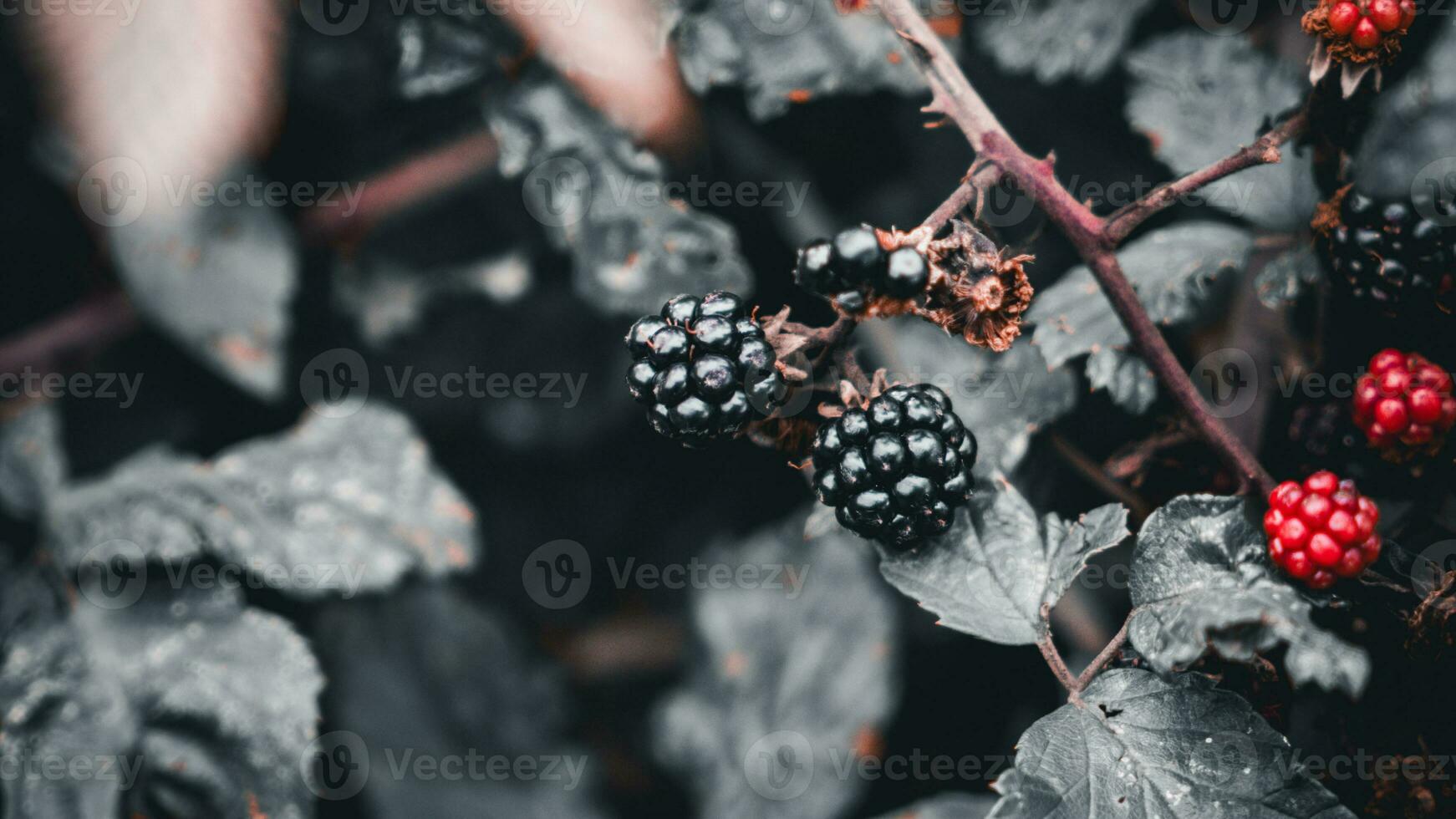 Ripe Blackberries on a Bramble Bush photo