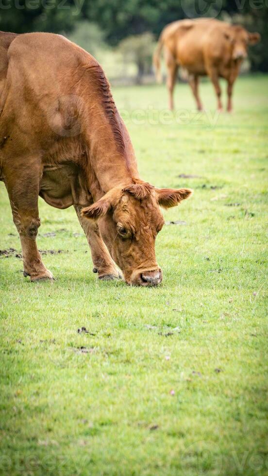 Rural Meadow Grazing Brown Cattle in Green Pasture photo