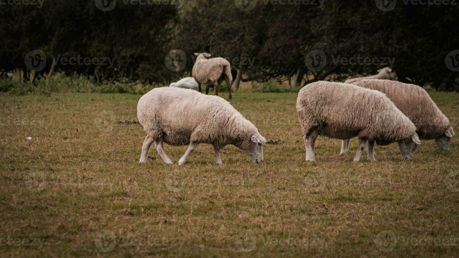 rebaño de lanoso oveja en un campo granja foto