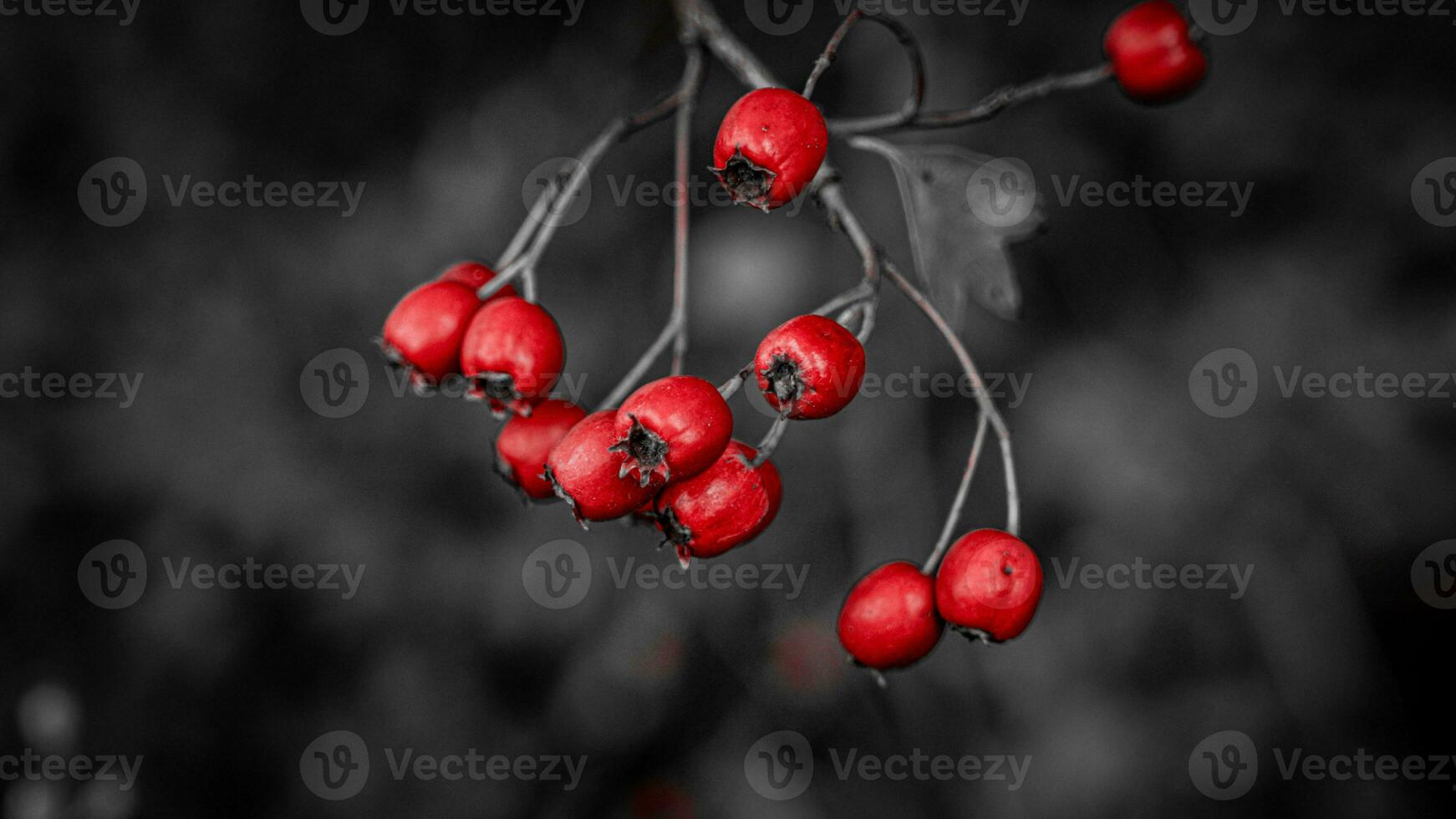 Macro Closeup of Ripe Hawthorn Berries in Autumn photo