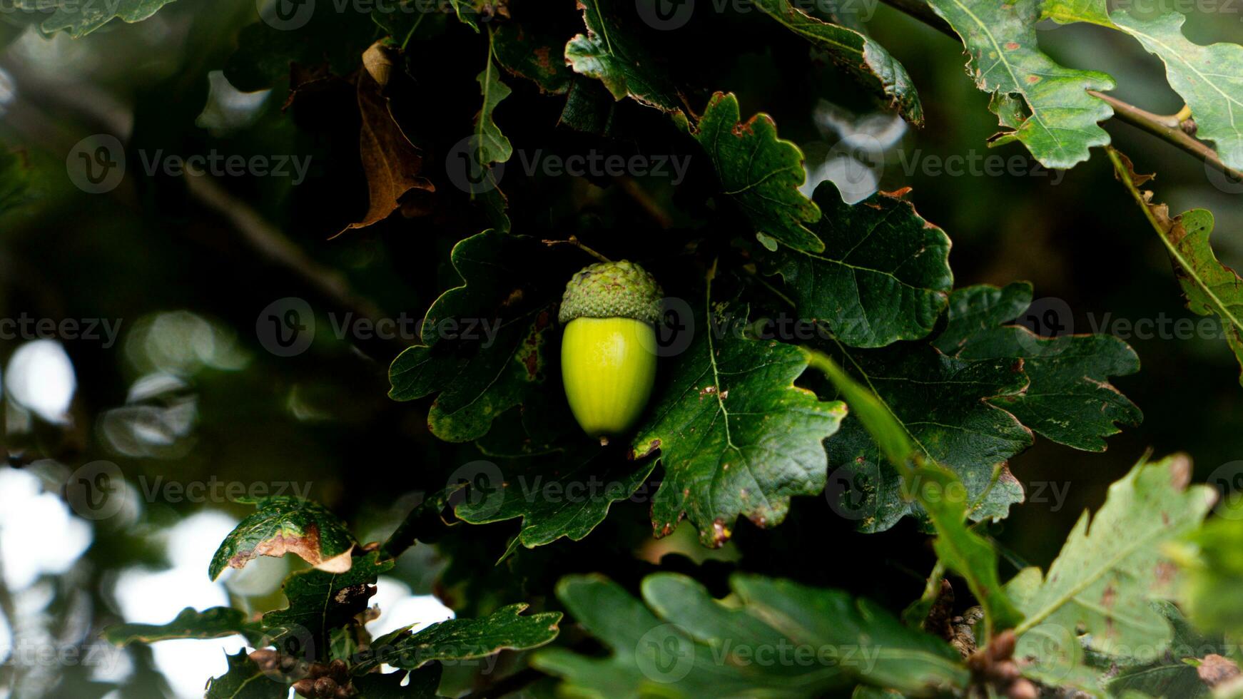 Detailed Macro Shot of European Oak Leaf and Acorn photo