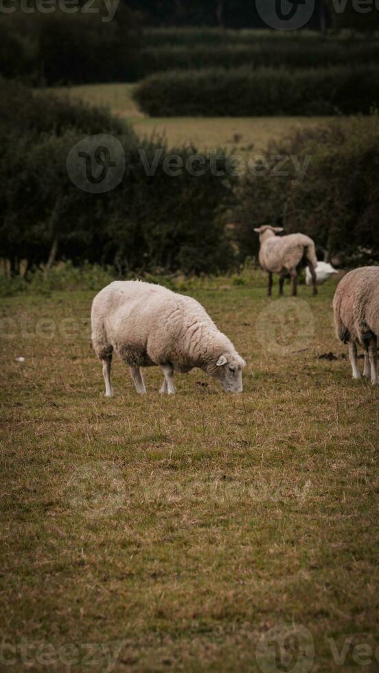 rebaño de lanoso oveja en un campo granja foto