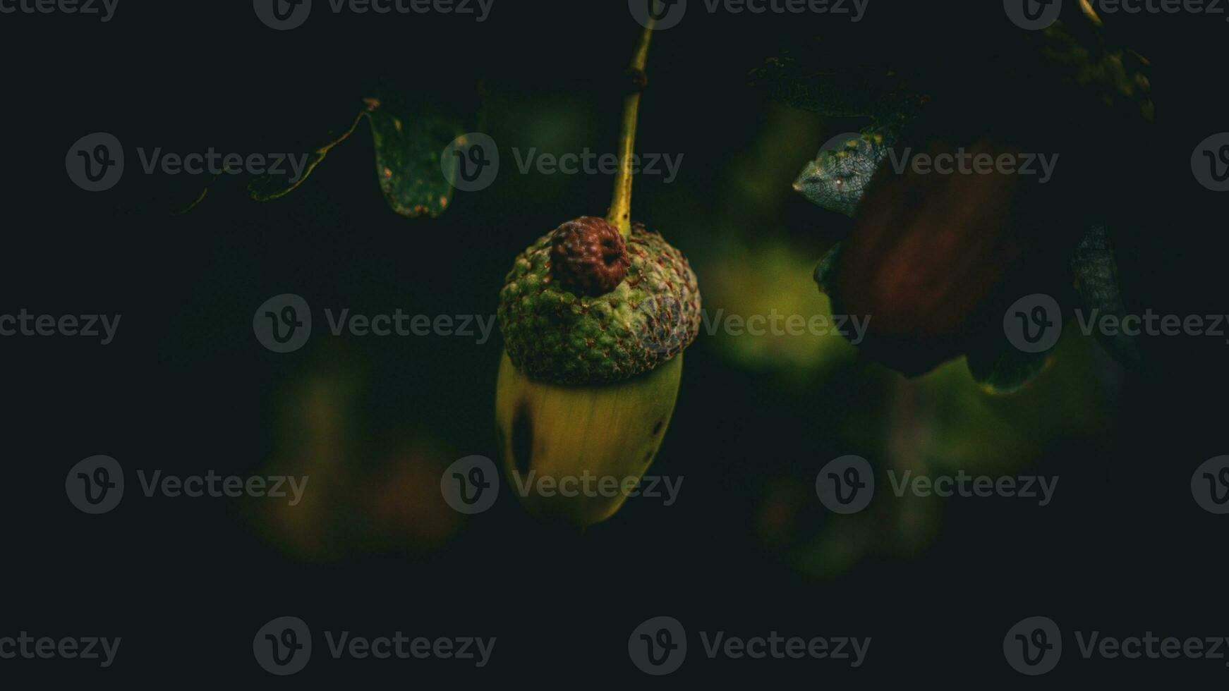 Detailed Macro Shot of European Oak Leaf and Acorn photo