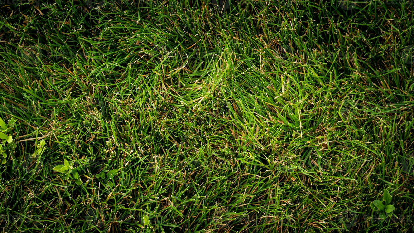 Texture background of green grass photo