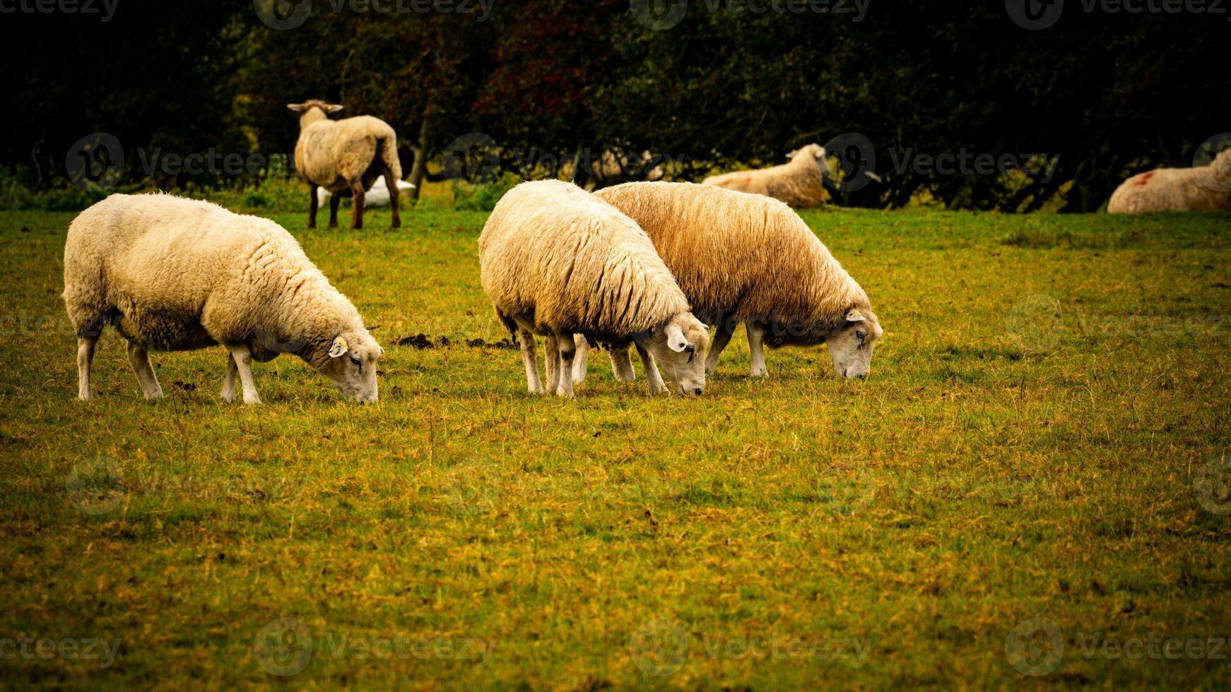 Flock of Woolly Sheep on a Countryside Farm photo