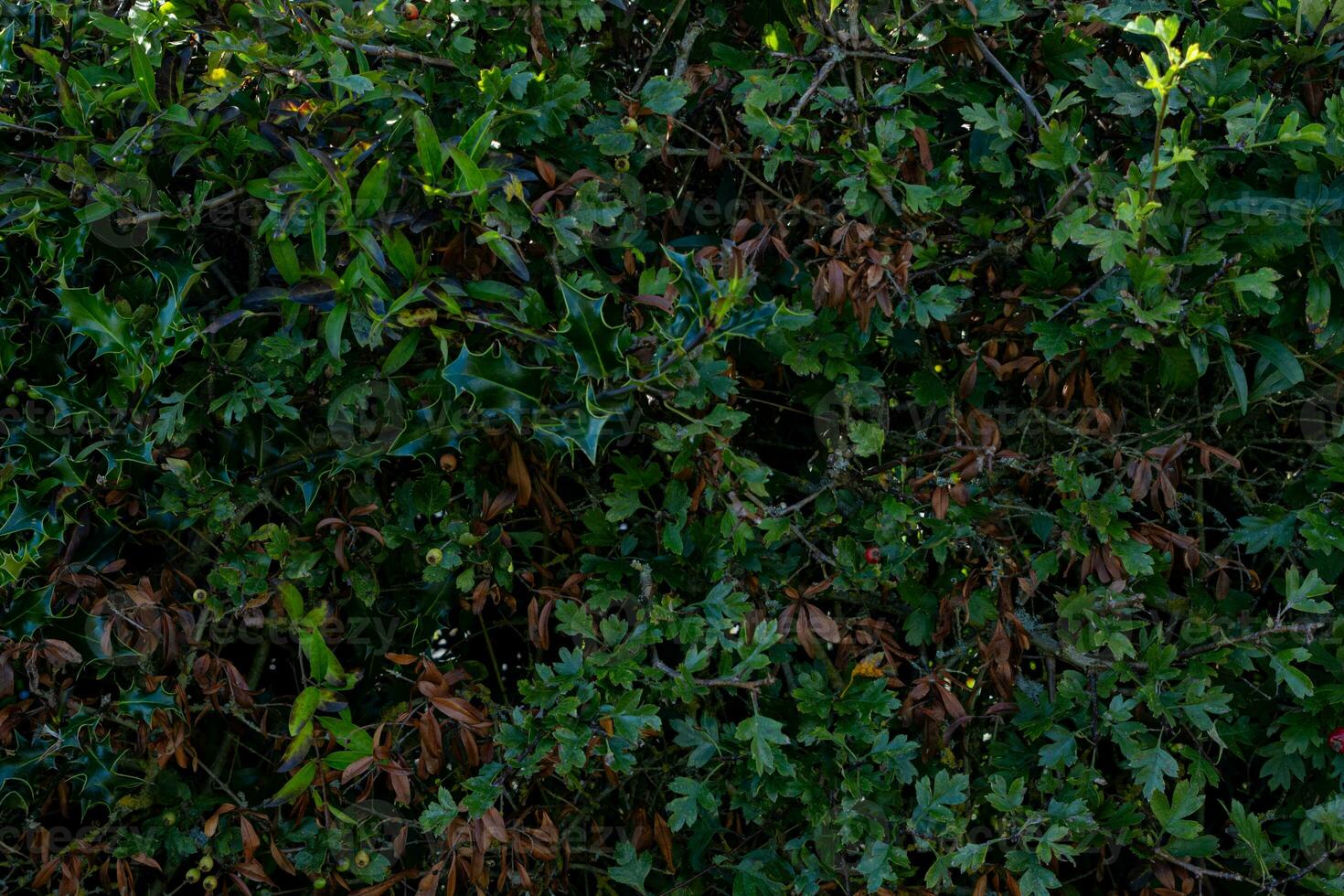 texture background of bush with branch photo