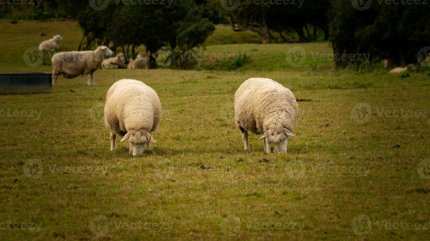 rebaño de lanoso oveja en un campo granja foto