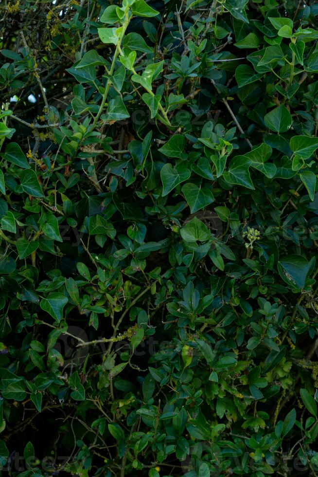 texture background of bush with branch photo