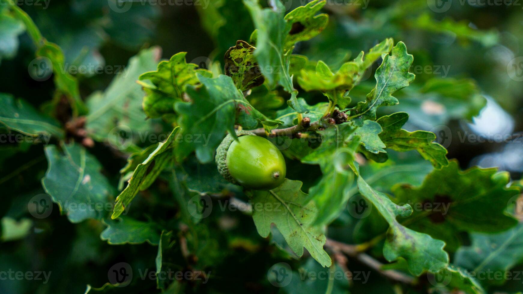 Detailed Macro Shot of European Oak Leaf and Acorn photo