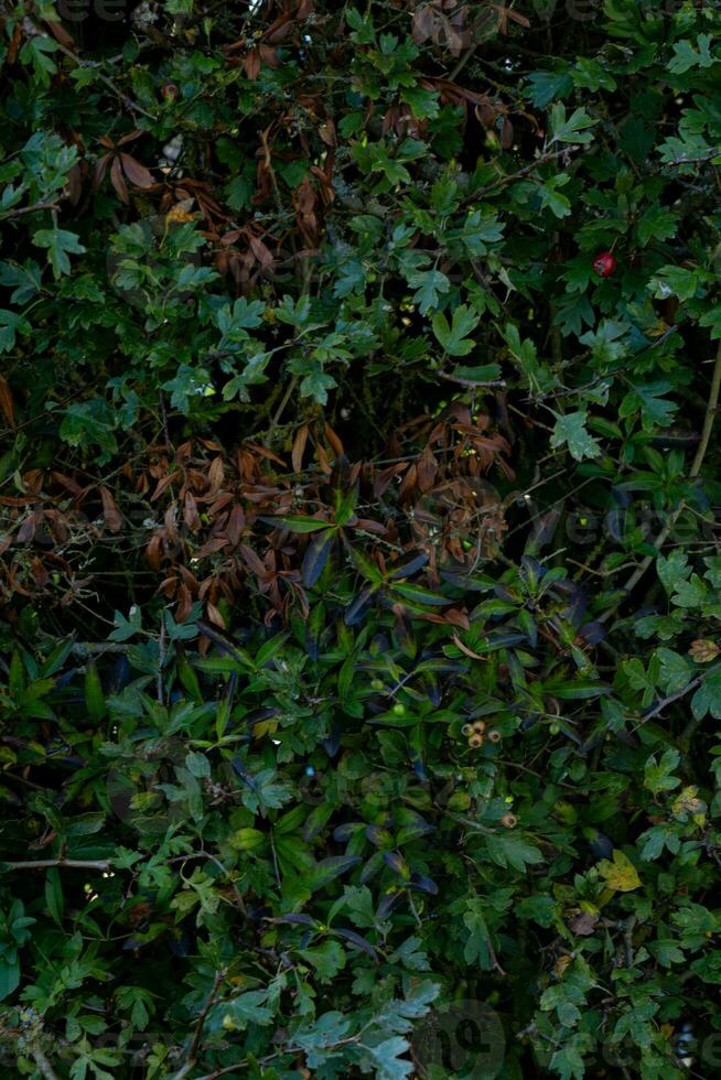 texture background of bush with branch photo