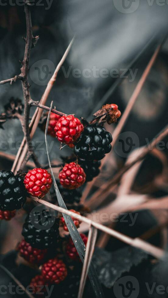 Ripe Blackberries on a Bramble Bush photo