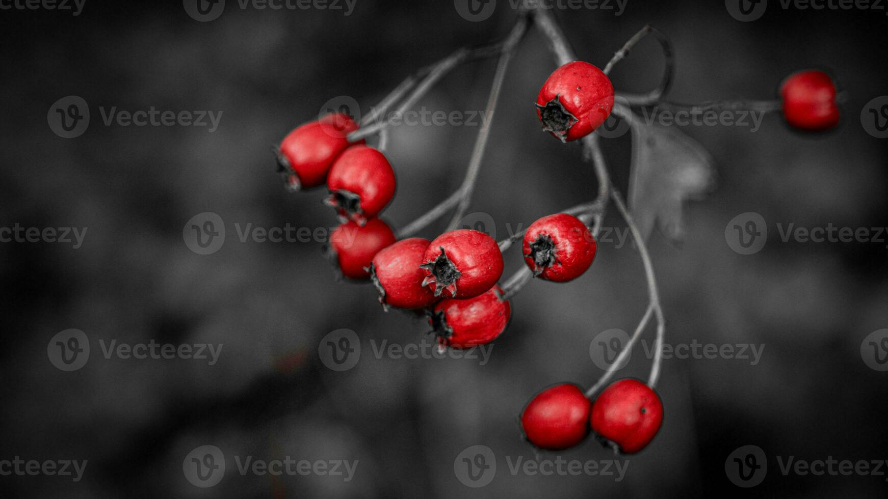 Macro Closeup of Ripe Hawthorn Berries in Autumn photo