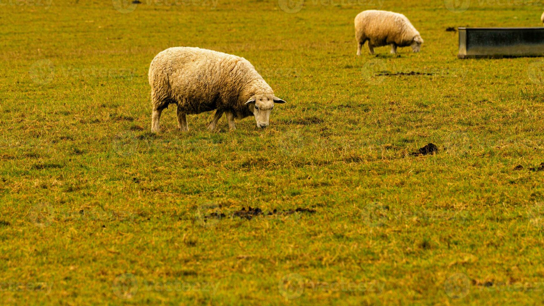 rebaño de lanoso oveja en un campo granja foto