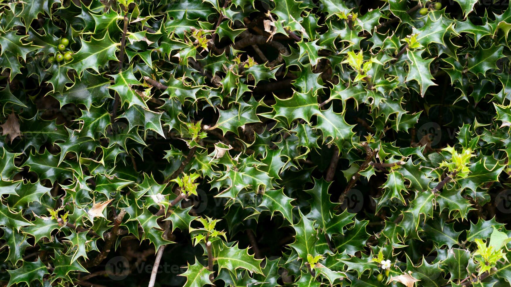 Tropical Jungle Abstract Top View Foliage photo