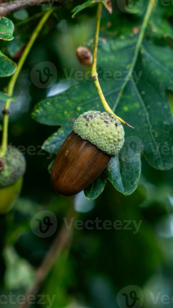 Detailed Macro Shot of European Oak Leaf and Acorn photo