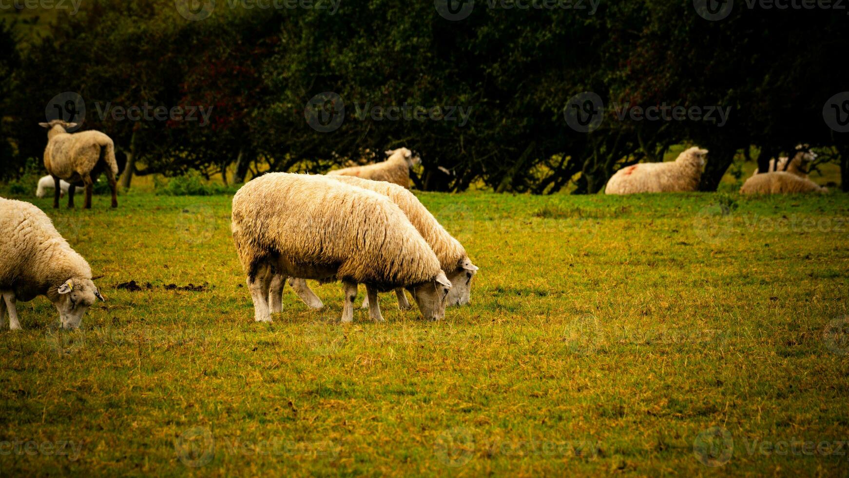 rebaño de lanoso oveja en un campo granja foto