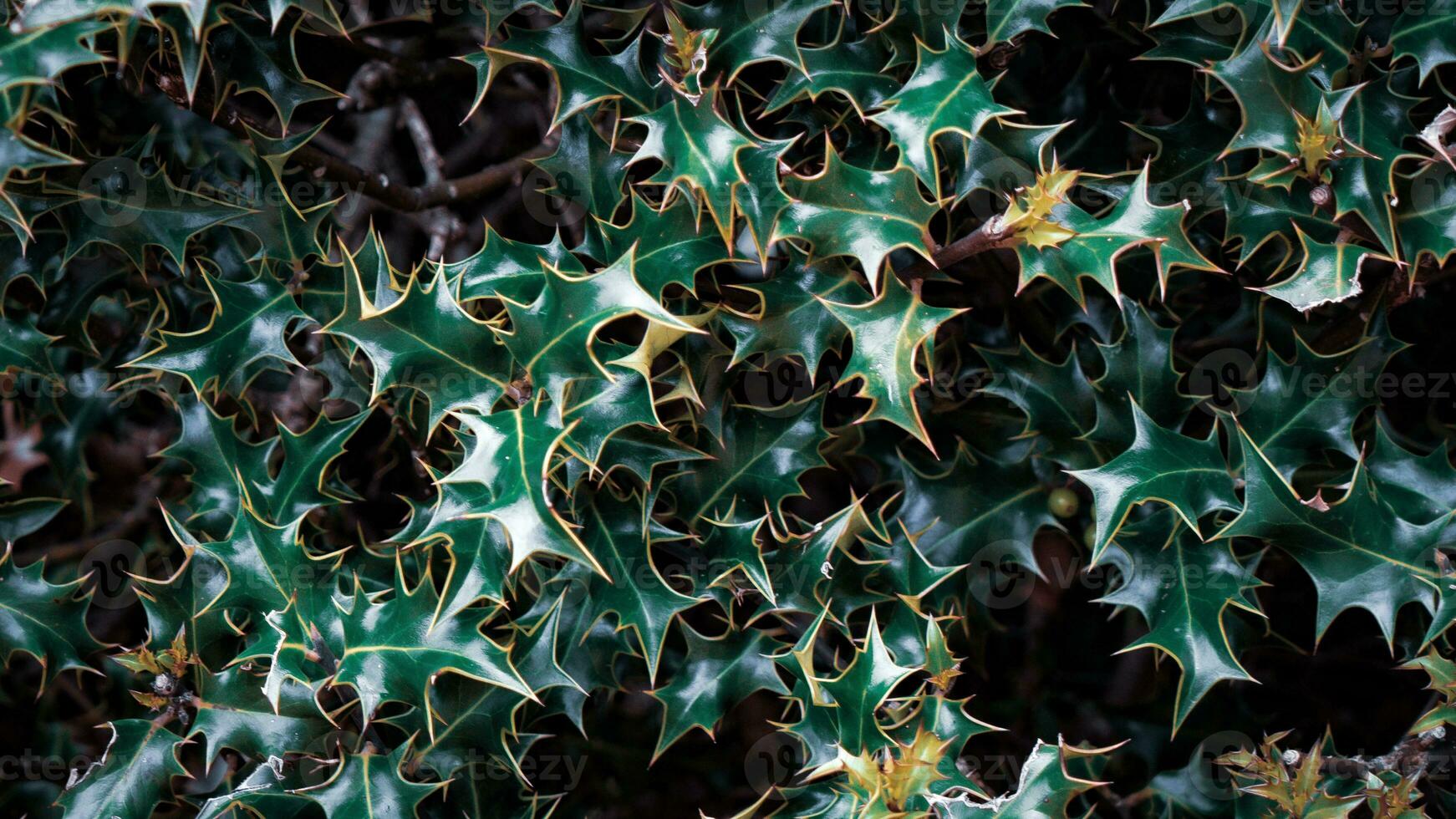 Tropical Jungle Abstract Top View Foliage photo