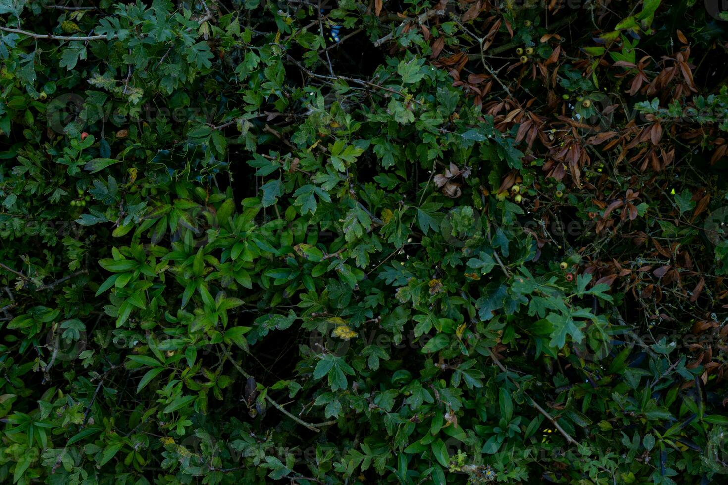 texture background of bush with branch photo