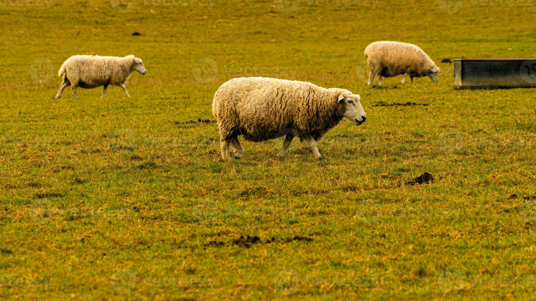 rebaño de lanoso oveja en un campo granja foto