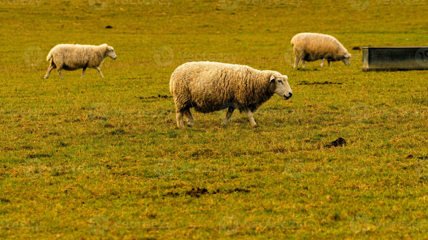 Flock of Woolly Sheep on a Countryside Farm photo