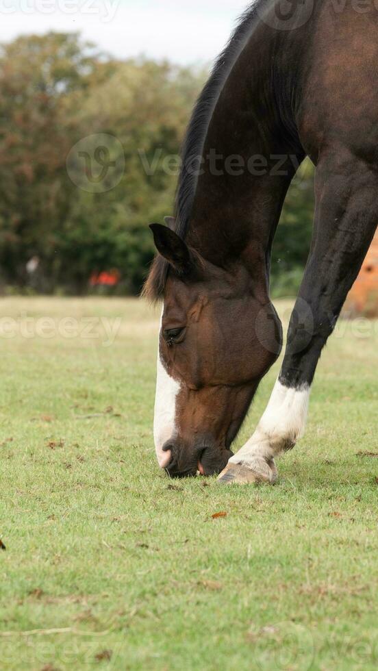 Chestnut Beauty Closeup of a Stunning Horse photo