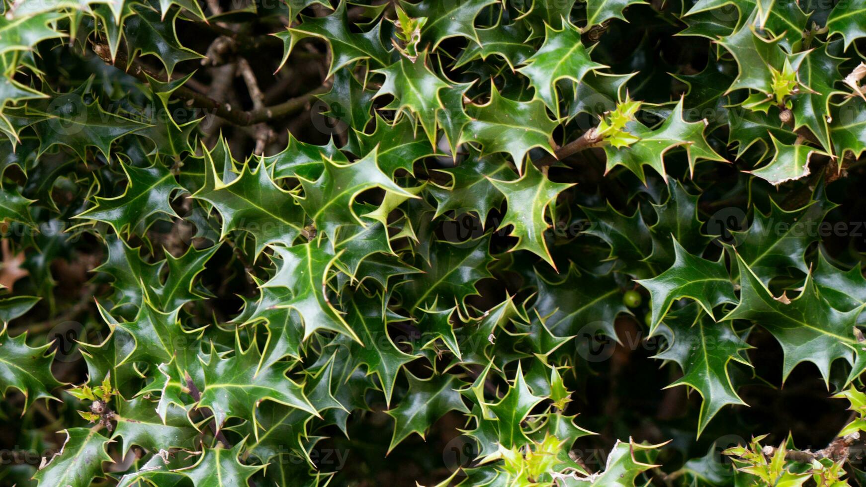 Tropical Jungle Abstract Top View Foliage photo