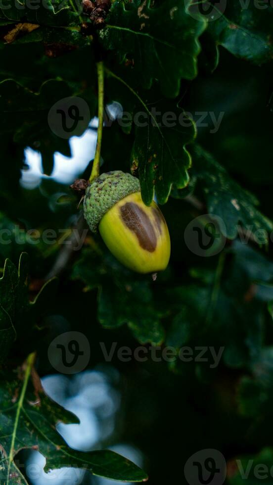 Detailed Macro Shot of European Oak Leaf and Acorn photo