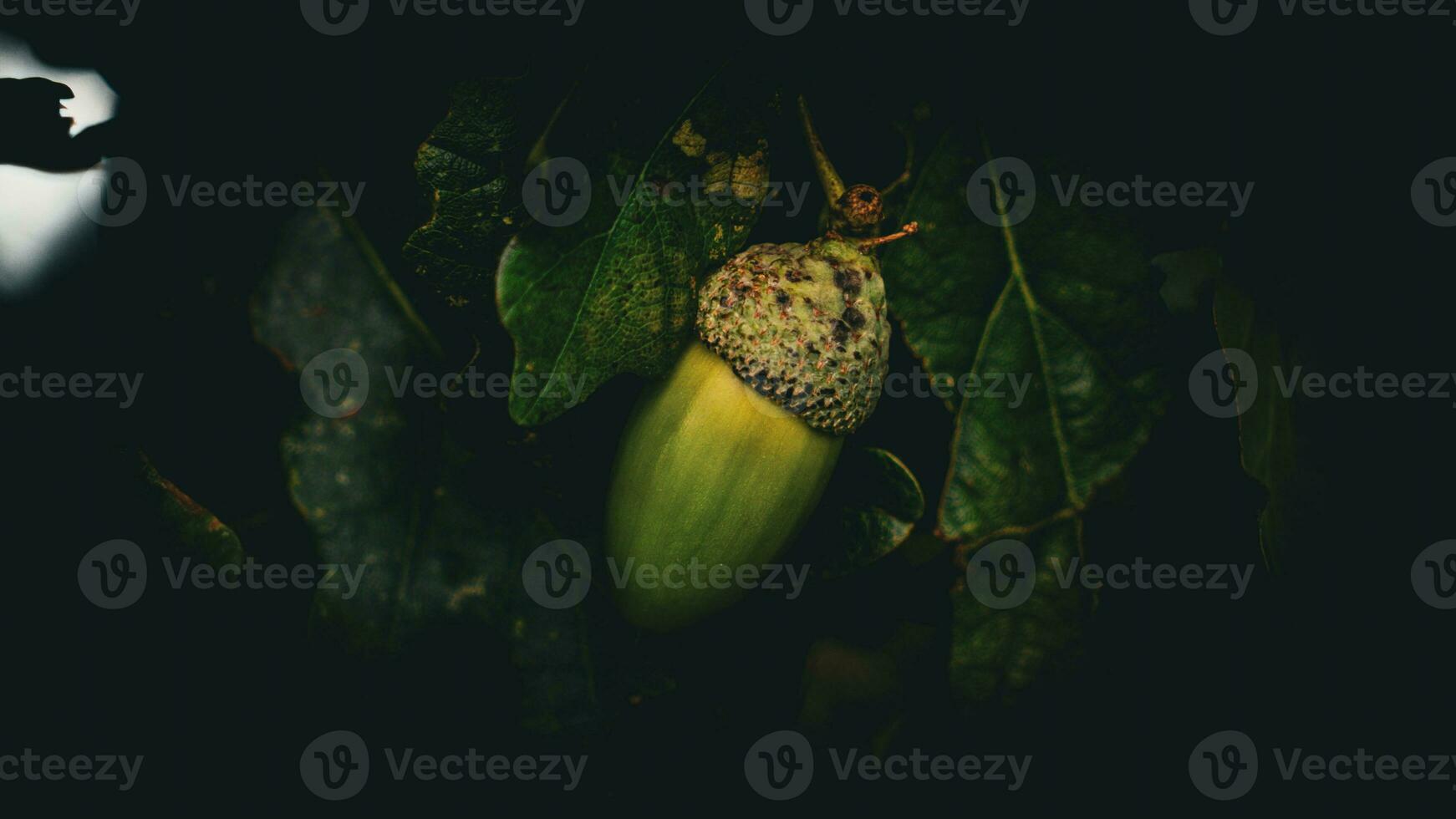 Detailed Macro Shot of European Oak Leaf and Acorn photo